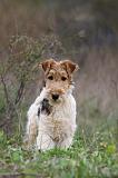 FOX TERRIER 497